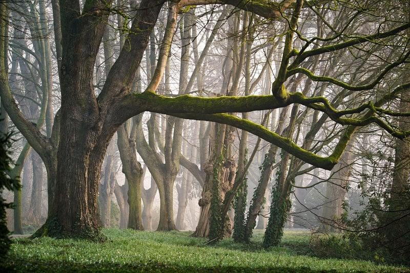 Fantasy Fairy Tale Forest